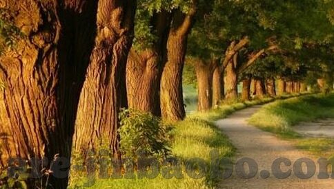 澳门小赌场多吗-澳门，小赌场的独特魅力与文化融合